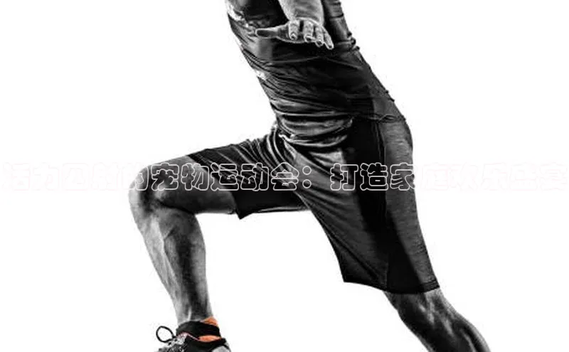 活力四射的宠物运动会：打造家庭欢乐盛宴