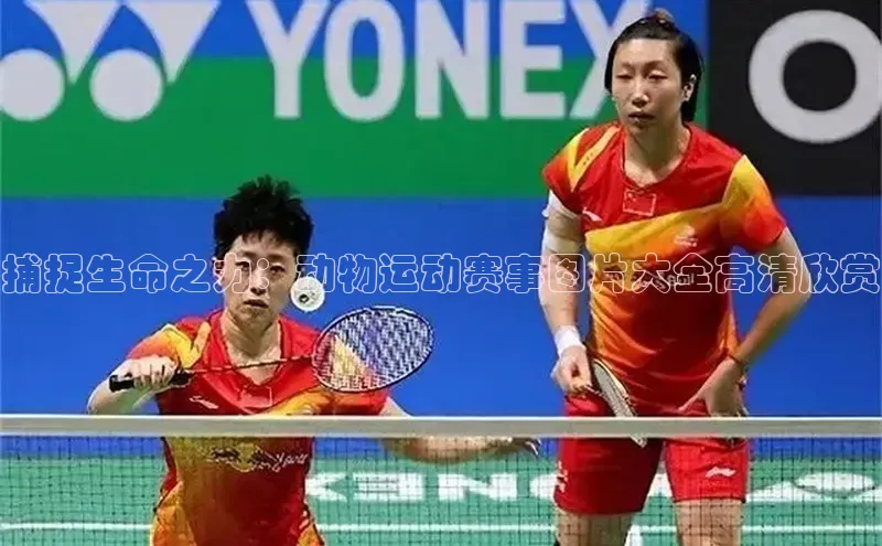 新宝gg官网登录